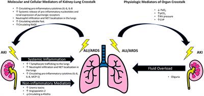 Two to Tango: Kidney-Lung Interaction in Acute Kidney Injury and Acute Respiratory Distress Syndrome